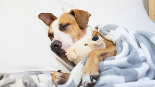 Guía para elegir la cama perfecta que mantendrá a tu perro calentito este invierno en Chile