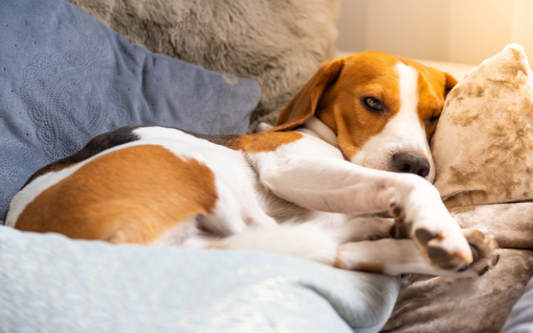 La Importancia de una Cama Propia para tu Perro: Por qué tu Mascota Necesita su Espacio