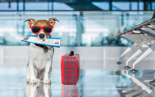 Consejos para Viajar con tu Perro: Preparación y Comodidad en el Camino