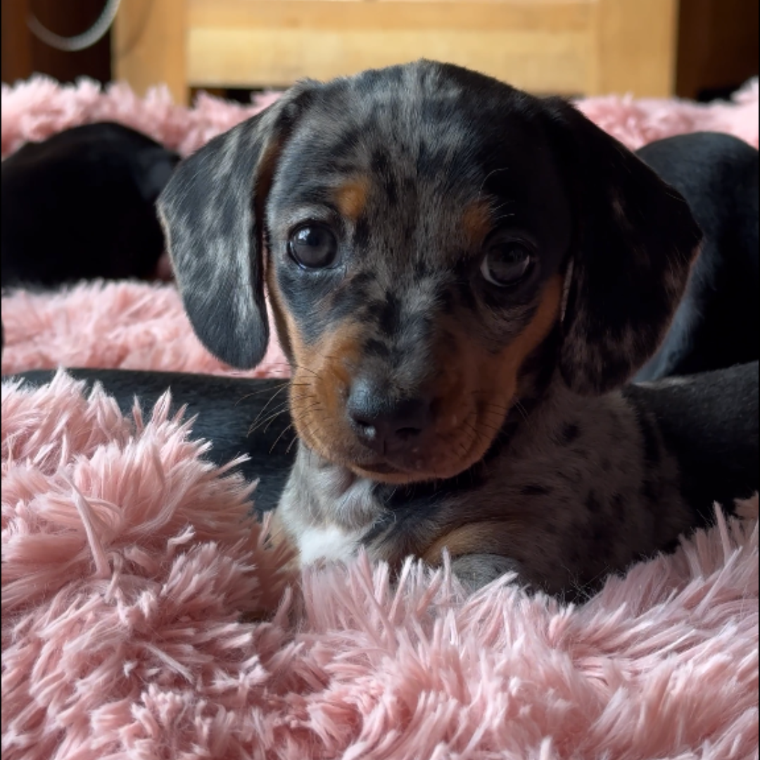 Cama Anti-Estrés de DOGBEDS: Relleno de algodón y Lavable.