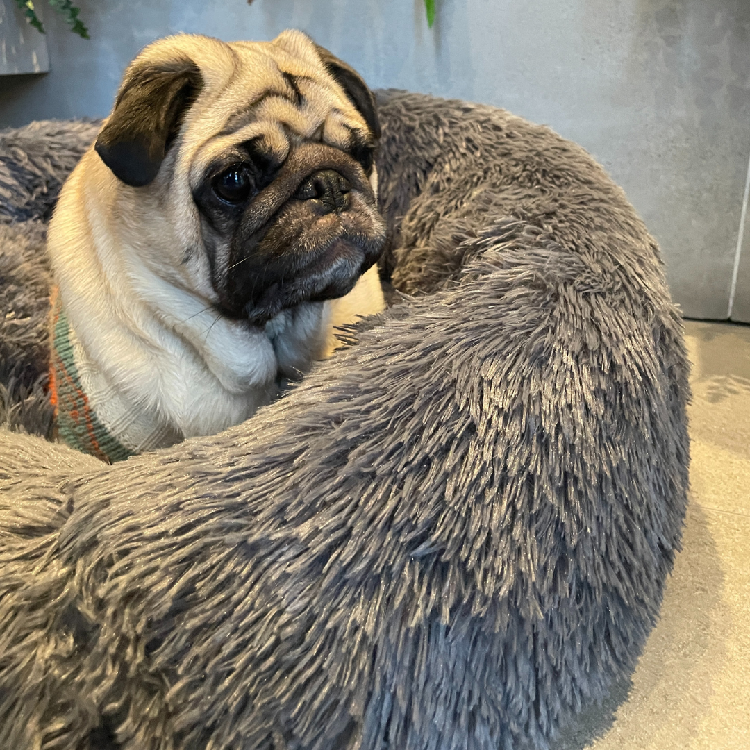 Cama Anti-Estrés de DOGBEDS: Relleno de algodón y Lavable.